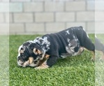 Small Photo #17 English Bulldog Puppy For Sale in SACRAMENTO, CA, USA