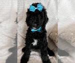 Small Photo #6 Sheepadoodle Puppy For Sale in FONTANA, CA, USA