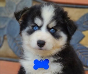 Pomsky Litter for sale in SPRINGFIELD, MO, USA