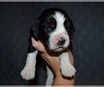 Small #5 English Springer Spaniel