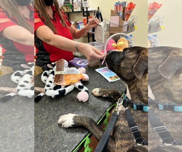 Medium Photo #6 Mutt Puppy For Sale in Virginia Beach, VA, USA