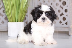 Mal-Shi Puppy for sale in MOUNT VERNON, OH, USA