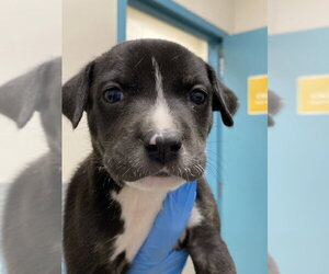 Mutt Dogs for adoption in Las Vegas, NV, USA