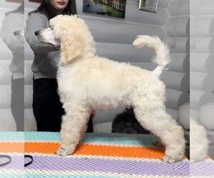 Poodle (Standard) Puppy for Sale in HALLANDALE, Florida USA