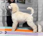 Small Photo #1 Poodle (Standard) Puppy For Sale in HALLANDALE, FL, USA