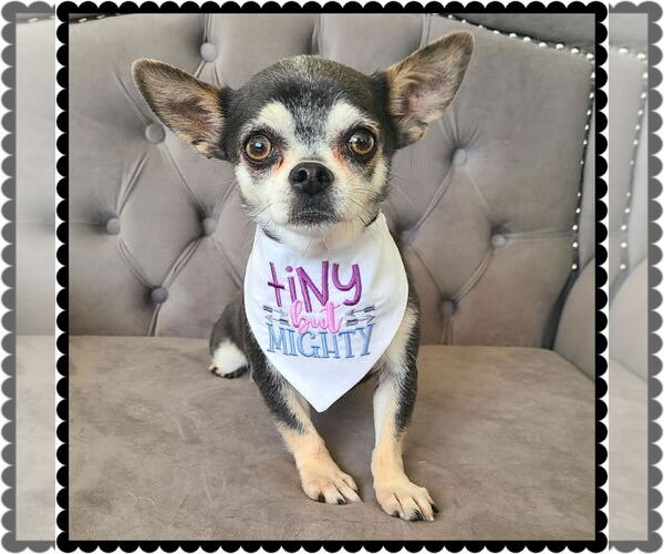 Medium Photo #2 Chihuahua-Unknown Mix Puppy For Sale in Princeton, MN, USA