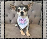 Small #1 Chihuahua Mix