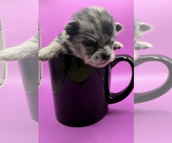 Medium Photo #5 Pomeranian Puppy For Sale in PORTLAND, ME, USA