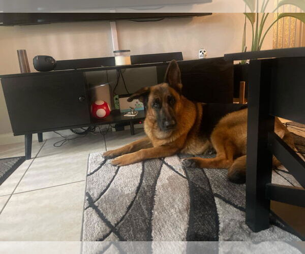 Medium Photo #2 German Shepherd Dog Puppy For Sale in Fort Lauderdale, FL, USA