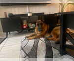 Small #1 German Shepherd Dog