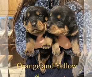Rottweiler Puppy for sale in AZLE, TX, USA