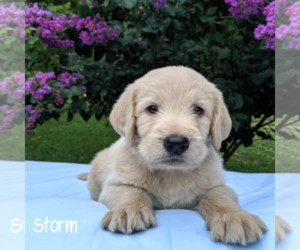 Labradoodle-Poodle (Standard) Mix Puppy for sale in LINDEN, TN, USA