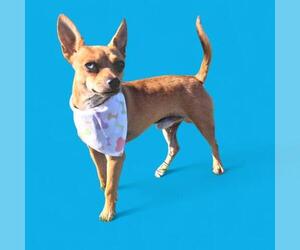 Chihuahua Dogs for adoption in Bakersfield, CA, USA