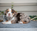 Puppy Akiro Beabull