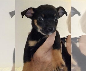 Cricket - ADOPTION IN PROCESS - Female Chihuahua-Unknown Mix Dog for Adoption - Photo #3