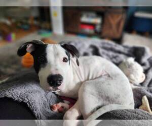 Mutt Dogs for adoption in Catasauqua, PA, USA