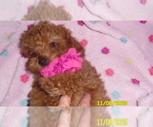 Poodle (Toy) Puppy for sale in DULUTH, GA, USA