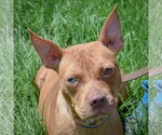 Small American Staffordshire Terrier-Boxer Mix