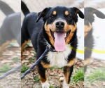 Small #1 Border Collie Mix