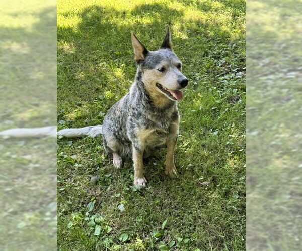 Medium Photo #5 Mutt Puppy For Sale in Garden City, NY, USA