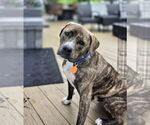 Small #33 American Pit Bull Terrier-Mountain Cur Mix