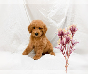 Poodle (Miniature) Puppy for sale in SAN FRANCISCO, CA, USA