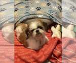 Small Shih Tzu Mix