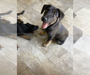 German Shepherd Dog-Unknown Mix Dogs for adoption in San Diego, CA, USA