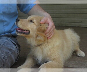 Golden Retriever Puppy for Sale in MECHANICSVILLE, Maryland USA