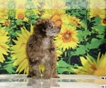 Maurice - Male Poodle (Toy) Puppy for Sale - Photo #26