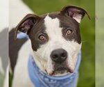 Small Staffordshire Bull Terrier