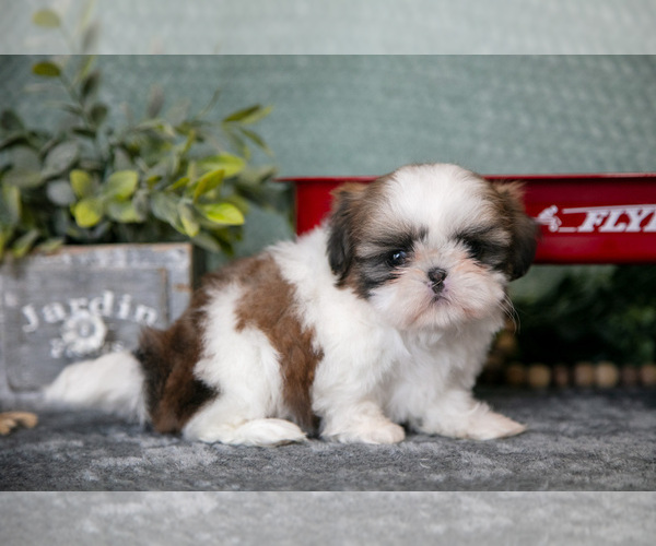 Medium Photo #3 Shih Tzu Puppy For Sale in CLARE, MI, USA