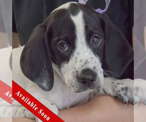 Beagle-Brittany Mix Dogs for adoption in Huntley, IL, USA