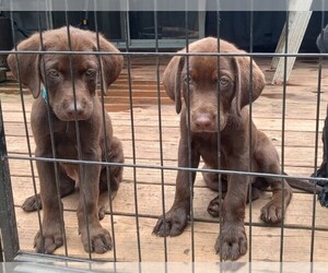 Labrador Retriever Puppy for sale in SALISBURY, MD, USA