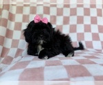 Small #4 Shih-Poo