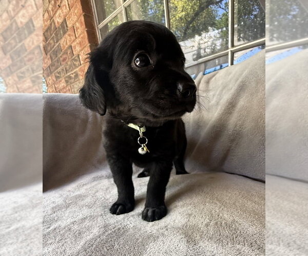 Medium Photo #2 Golden Retriever-Unknown Mix Puppy For Sale in OKLAHOMA CITY, OK, USA