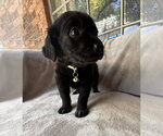 Small #1 Golden Retriever Mix