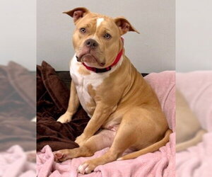 American Bulldog-Unknown Mix Dogs for adoption in Dedham, MA, USA