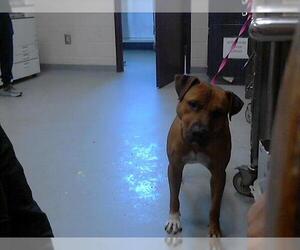 American Pit Bull Terrier Dogs for adoption in Fayetteville, NC, USA