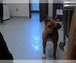 Small American Pit Bull Terrier