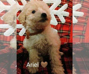 Goldendoodle-Poodle (Miniature) Mix Litter for sale in NORTH LIBERTY, IN, USA