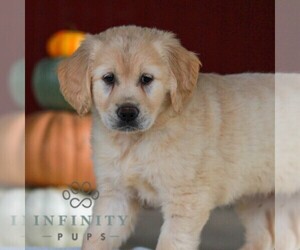 Golden Retriever Puppy for sale in MANHEIM, PA, USA