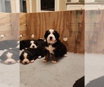 Small Photo #6 Bernese Mountain Dog Puppy For Sale in MANCHESTER, MI, USA