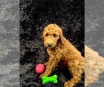 Small Photo #4 Goldendoodle Puppy For Sale in GREENBRIER, AR, USA