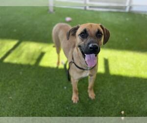 Boxer-German Shepherd Dog Mix Dogs for adoption in Corona, CA, USA