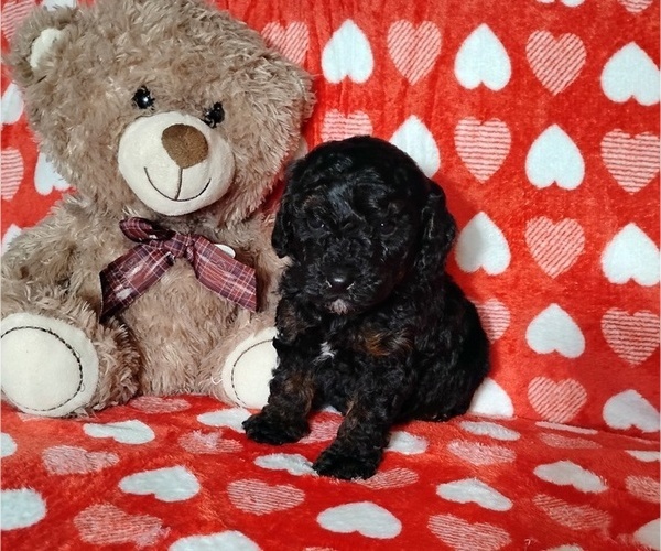 Medium Photo #1 Cockapoo (Miniature) Puppy For Sale in FITZGERALD, GA, USA