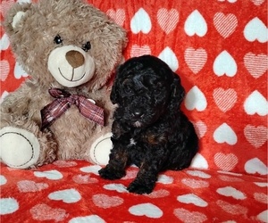 Cockapoo (Miniature) Puppy for sale in FITZGERALD, GA, USA