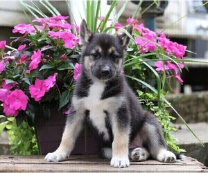 German Shepherd Dog-Siberian Husky Mix Puppy for sale in FREDERICKSBG, OH, USA