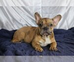 Small Photo #3 French Bulldog Puppy For Sale in GOLDEN OAK, FL, USA