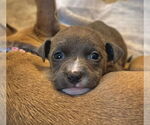 Small #21 Dachshund